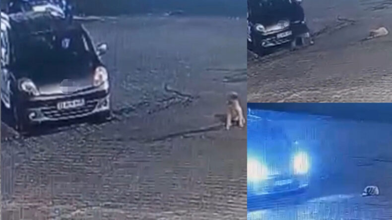 Yolda Yatan Köpeği Ezdi