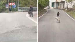 Yolda yürürken üzerine doğru gelen domuzdan son anda kurtuldu