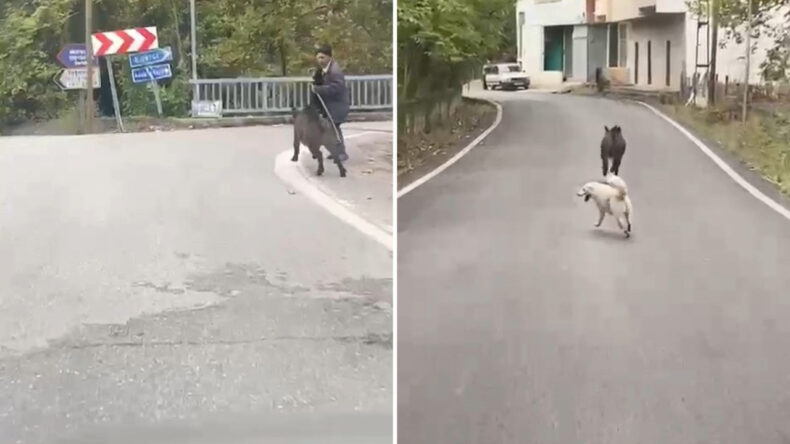 Yolda yürürken üzerine doğru gelen domuzdan son anda kurtuldu