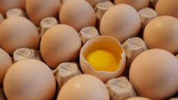 Yumurta Üretimi Ağustosta Düşüş Gösterdi