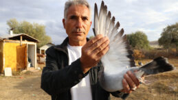 Yurt Dışından Gelen Talep: Fiyatı 600 Bin TL'ye Ulaşıyor