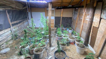 Zehir Tacirlerinin Kurduğu Sistemi Jandarma Ortaya &Ccedil;ıkardı