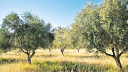 Zeytinde Yüzde 35 Rekolte Kaybı Bekleniyor