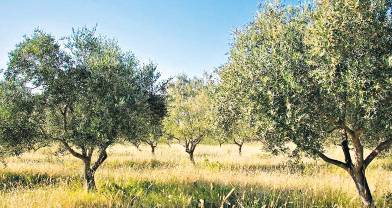 Zeytinde Yüzde 35 Rekolte Kaybı Bekleniyor
