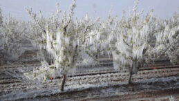 Zirai Don Nedeniyle 23 Milyar Lira Hasar Ödemesi Yapıldı