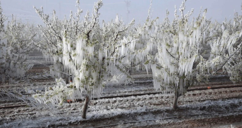 Zirai Don Nedeniyle 23 Milyar Lira Hasar Ödemesi Yapıldı