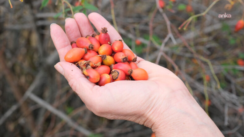 Zirvede toplanıyor, pazarda satılıyor: Tezgahta C Vitamini R&uuml;zgarı