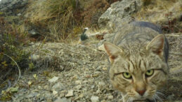 'Taş Kalpli Katiller' A&ccedil;ıklaması: 2050'ye Kadar Yok Olacaklar