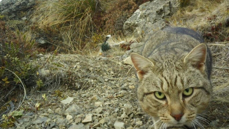'Taş Kalpli Katiller' A&ccedil;ıklaması: 2050'ye Kadar Yok Olacaklar
