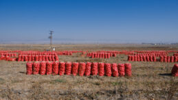 'Yolun sonundayız': Yüzlerce ton ürün tarlada kaldı