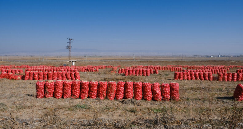 'Yolun sonundayız': Yüzlerce ton ürün tarlada kaldı