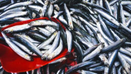 10 Ton Balık Dağıtıldı