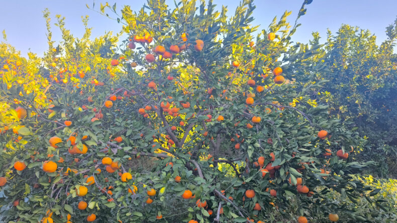 15 G&uuml;nde 3 Liradan 1 Liraya D&uuml;şt&uuml;, &Uuml;retici İsyan Etti: 'Ağa&ccedil;ları K&ouml;k&uuml;nden Keseceğiz'