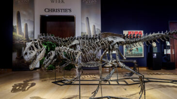 150 Milyon Yıllık Dinozor İskeletleri, Kara Para Soruşturmasına Takıldı