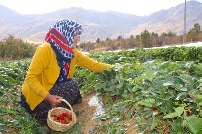 Çilek Tarlası
