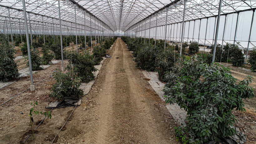 Tropikal Meyve Üretimi