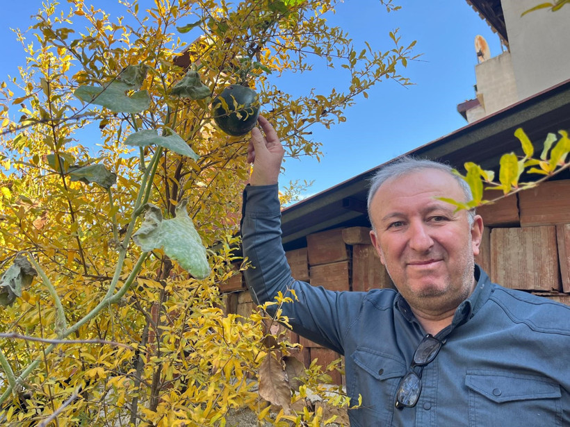 Nar Ağacındaki Kabaklar