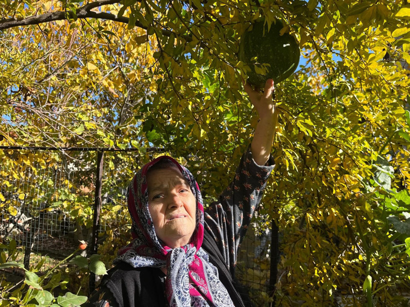 Kabak ve Nar Ağacı