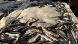 3 Kilo Hamsi 100 Lira: Halkı Düşünüyoruz