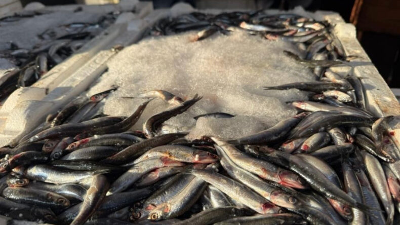 3 Kilo Hamsi 100 Lira: Halkı Düşünüyoruz