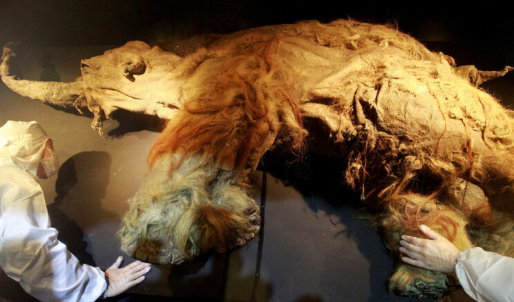 39 Bin Yıllık Mamutun En Eski RNA'sı Ortaya Çıkarıldı