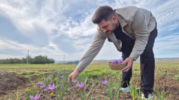 7 D&ouml;n&uuml;m Ekiliyor, 3 Kilo Toplanıyor: Fiyatı 500 Bin Lira
