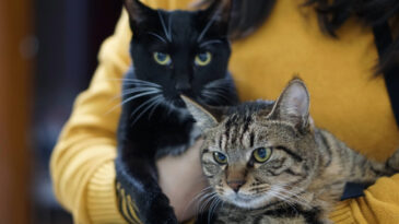 AB Kedi ve K&ouml;pekler İ&ccedil;in Ortak Kurallar Getiriyor