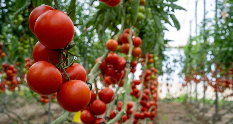 ABD, Bazı Tarımsal Ürünler ve Sığır Etine Gümrük Vergisi Muafiyeti Getirdi