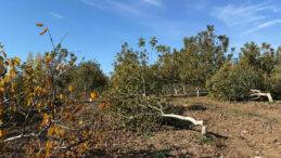 Ağa&ccedil; Katliamının Ardından Jandarmaya Başvuru