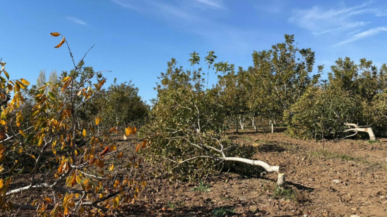 Ağa&ccedil; Katliamının Ardından Jandarmaya Başvuru