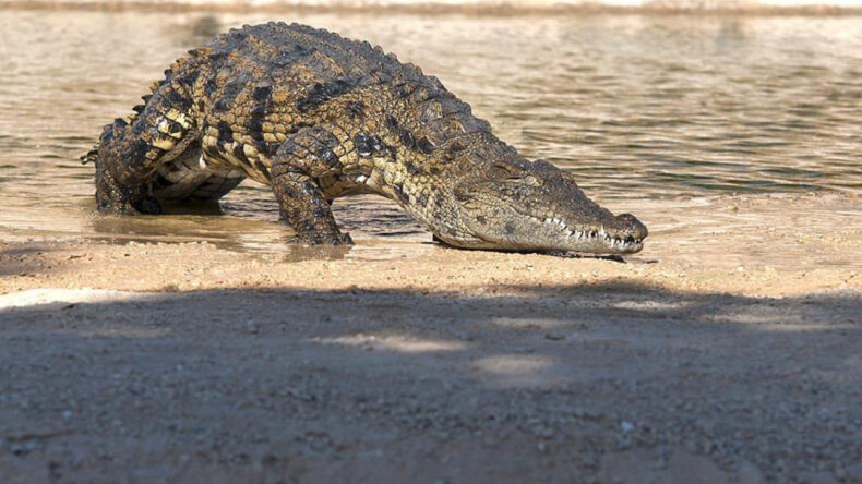 Ağaçlara Tırmanan Timsahların 55 Milyon Yıllık Yumurtaları Keşfedildi