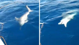 Amat&ouml;r Balık&ccedil;ının Oltasında K&ouml;pek Balığı Yakalandı