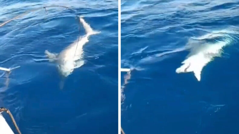 Amatör Balıkçının Oltasında Köpek Balığı Yakalandı