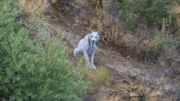 Amatör Fotoğrafçı Beyaz İber Vaşağının Eşsiz Görüntülerini Yakaladı