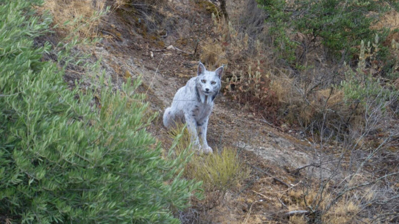 Amatör Fotoğrafçı Beyaz İber Vaşağının Eşsiz Görüntülerini Yakaladı