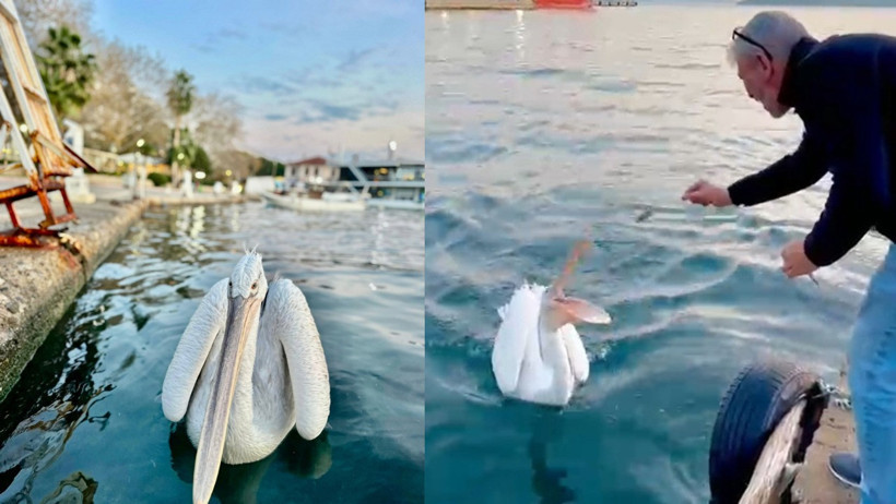 Pelikan Balık Yerken