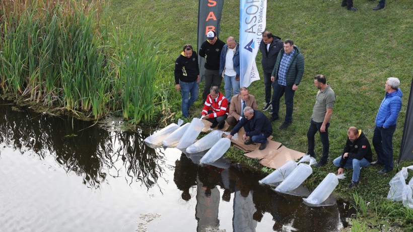 Aynalı Sazan Salımı