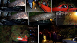 Antalya'da Şiddetli R&uuml;zgar 10 Metrelik Ağacı Devrildi