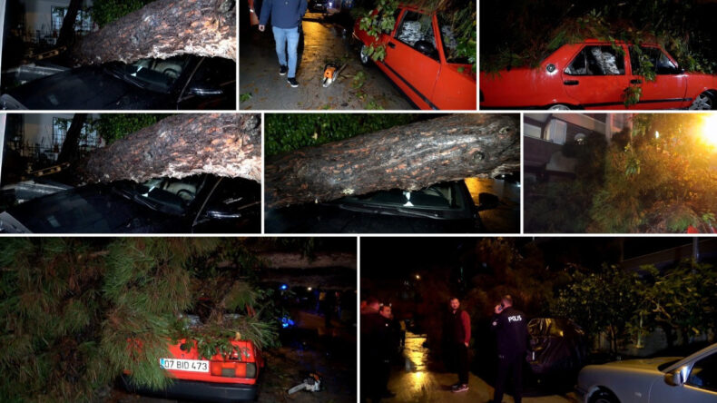 Antalya'da Şiddetli R&uuml;zgar 10 Metrelik Ağacı Devrildi