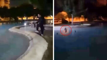Antalya&rsquo;da Vicdansızlık! Sokak Kedisini Defalarca Havuzda Attılar