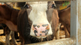 Artvin'de Bir Aylık Karantina