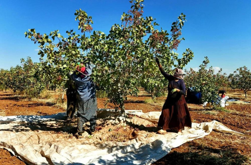 Fıstık Hasadı