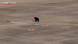 Ayı Pistte Görüldü, Uçuşlar Geçici Olarak Durduruldu