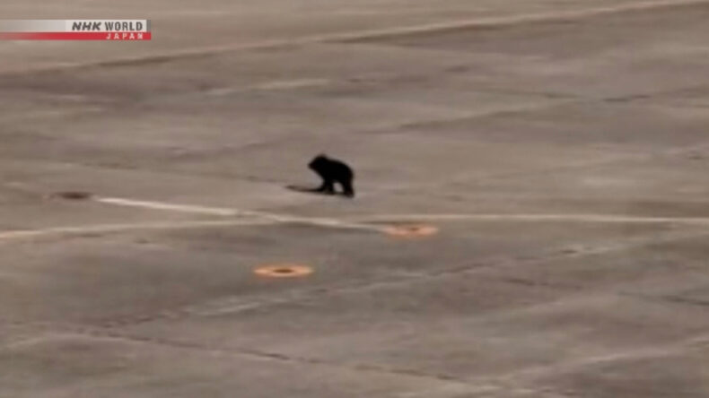 Ayı Pistte Görüldü, Uçuşlar Geçici Olarak Durduruldu