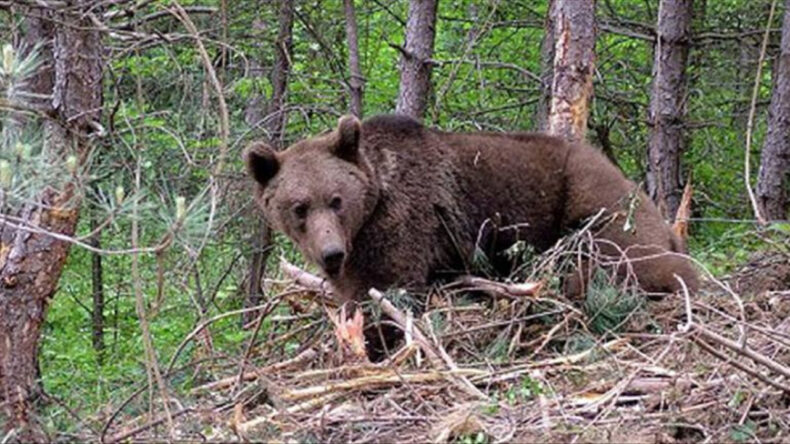 Ayılara Karşı Ordu Harekete Geçti