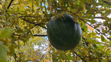 Bah&ccedil;eye Ektiği Kabak, Nar Ağacının Tepesinde Meyve Verdi