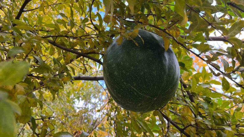 Bah&ccedil;eye Ektiği Kabak, Nar Ağacının Tepesinde Meyve Verdi