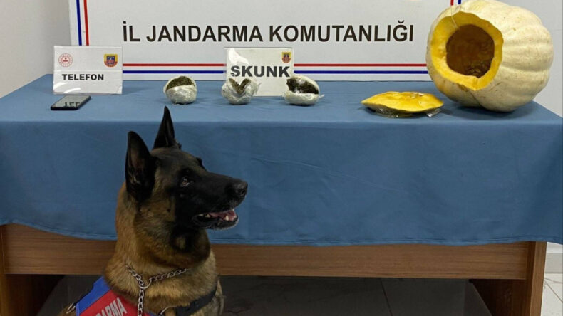 Bal Kabağında Uyuşturucu Yakalandı