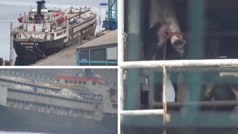 Bandırma'da Kriz Tırmanıyor: İnekler Susuzluktan Gemideki Boruları Yalıyor