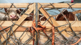 Bandırma'da Sığır Krizi: Türkiye 'Usulsüzlük', Uruguay 'Anlaşmazlık' Diyor